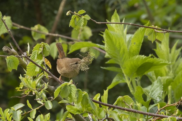 European wren (Troglodytes troglodytes) adult bird with moss for nesting material in its beak on a Hazel tree branch, England, United Kingdom, Europe