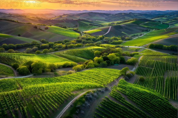 AI generated aerial view of a vineyard landscape interspersed with blooming wildflowers in spring