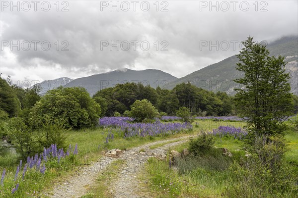 Lupin blossoms (Lupinus polyphyllus), Rio Murta, Carretera Austral, Rio Ibanez, Aysen, Chile, South America