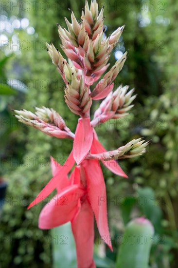 Image of amazing flower in tropical garden. Thailand