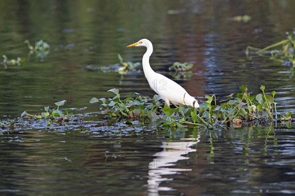 Great egret (Ardea alba) perching on water hyacinths, backwaters, Kumarakom, Kerala, India, Asia