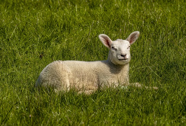 A lamb on the dyke on the natural beach at Hilgenriedersiel on the North Sea coast, Hilgenriedersiel, East Frisia, Lower Saxony, Germany, Europe