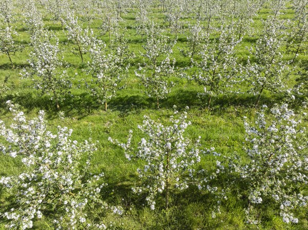 Aerial view of an apple orchard in full bloom, district of Constance, Baden-Wuerttemberg, Germany, Europe