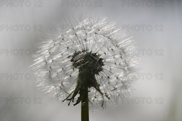 Blowball, Germany, Europe