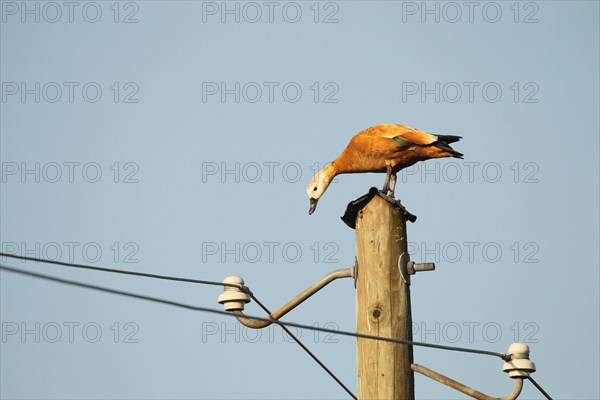 Ruddy shelduck (Tadorna ferruginea) female animal resting on a power pole, Allgaeu, Bavaria, Germany, Europe