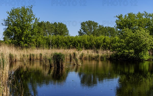 Nature at the large cleaning pond in Beech Forest, Hobrechtswald, Beech, Brandenburg, Germany, Europe