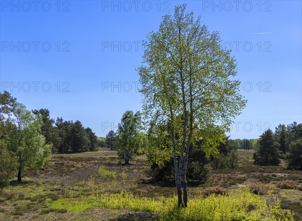 Schoenower Heide nature reserve, Schoenow, Brandenburg, Germany, Europe