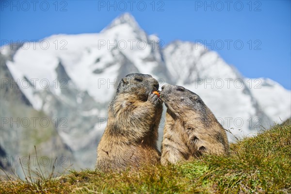 Alpine marmots (Marmota marmota) on a meadow with mountains and blue sky in the background in summer, Grossglockner, High Tauern National Park, Austria, Europe