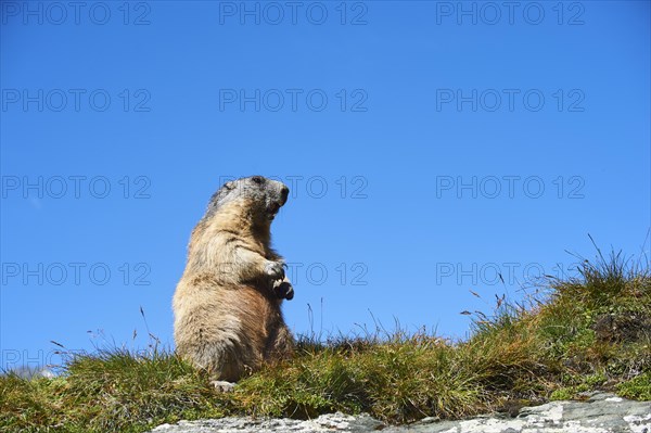 Alpine marmot (Marmota marmota) on a meadow with blue sky in the background in summer, Grossglockner, High Tauern National Park, Austria, Europe