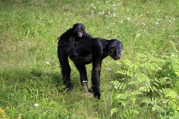 Bonobo, bonobo (Pan Paniscus), female, adult, young animal, foraging, Great ape, Primate, chimpanzee, captive