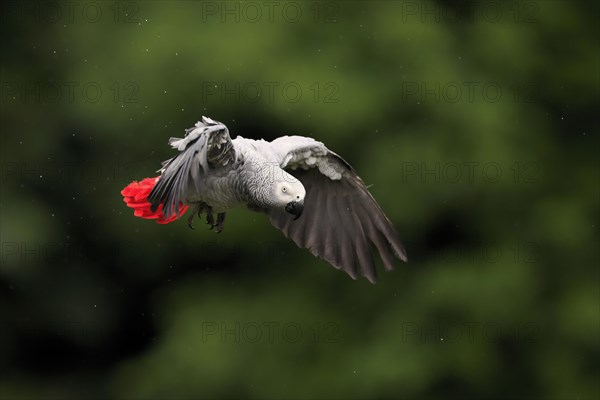 African grey parrot, (Psittacus erithacus timneh), adult, flying, captive