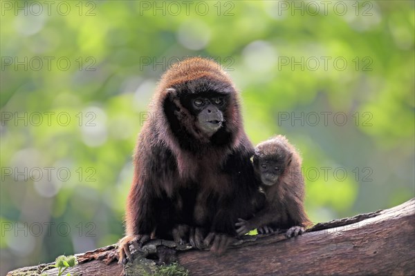 Coppery titi (Plecturocebus cupreus), adult, female, young animal, mother with baby, on tree, alert, captive, South America