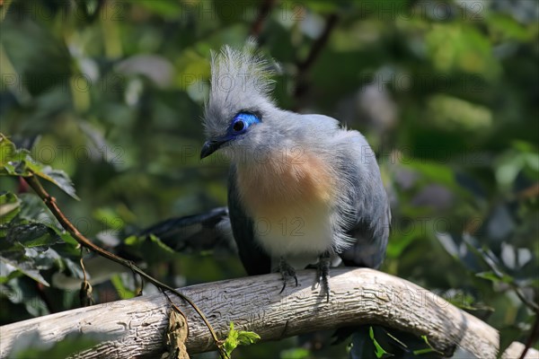 Crested coua (Coua cristata), Crested coua, adult, perch, captive, Madagascar, Africa