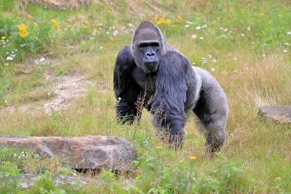 Western gorilla (Gorilla gorilla), adult, male, captive