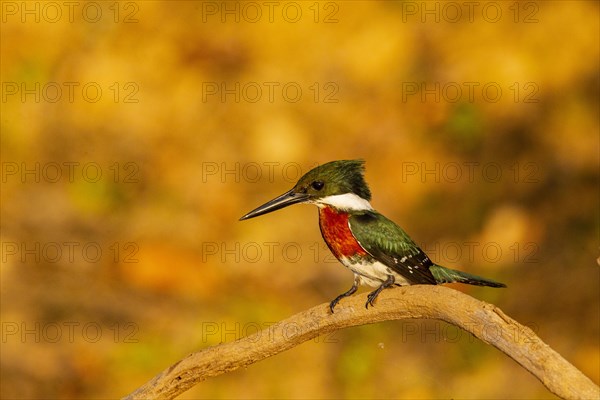 Green Kingfisher (Chloroceryle americana) Pantanal Brazil