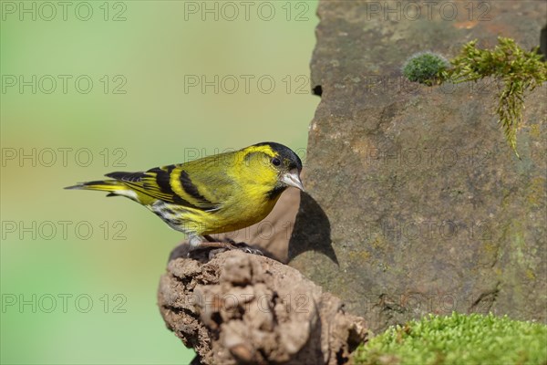 Eurasian siskin (Carduelis spinus), male sitting on a stone overgrown with moss, Wilnsdorf, North Rhine-Westphalia, Germany, Europe