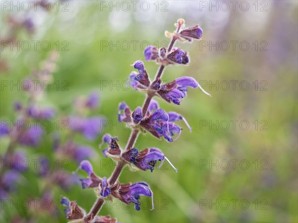 Meadow Clary (Salvia pratensis), near Riegersburg, Styria, Austria, Europe