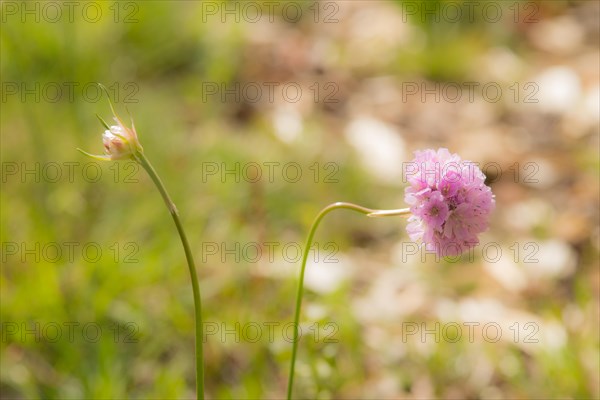 Sea thrift (Armeria maritima), also common Lady's Cushion, Flower of the Year 2024, focus on a delicate purple (violet, pink) flower, flower head on a species-typical curved stem or stalk and a flower bud in front of a blurred background with bokeh, endangered species, endangered species, species protection, nature conservation, close-up, macro shot, sunny day in summer, Lower Saxony, Germany, Europe