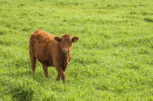 Beautiful red angus calves grazing nutritious pasture, Cambara do sul, Rio Grande do sul, Brazil, South America