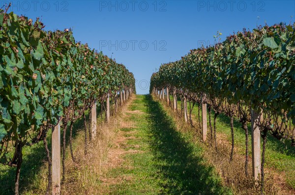 Vineyard of grapes in the Vale dos Vinhedos in Bento Goncalves, a gaucho wine