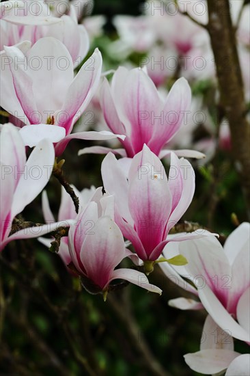 Chinese magnolia (Magnolia x soulangeana), flowers, North Rhine-Westphalia, Germany, Europe