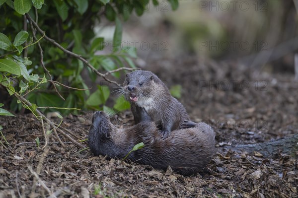 European otter (Lutra lutra) two adult animals playing on a river bank, Suffolk, England, United Kingdom, Europe