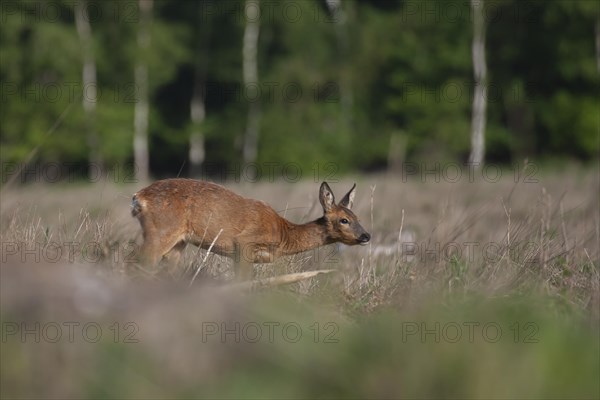 Roe deer (Capreolus capreolus) adult female doe in grassland, in a woodland clearing Suffolk, England, United Kingdom, Europe