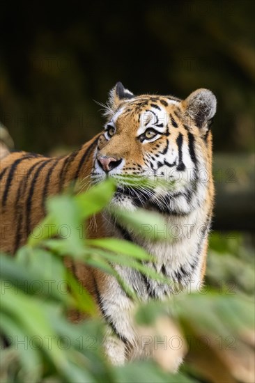 Portrait of a Siberian tiger or Amur tiger (Panthera tigris altaica) in the forest, captive, habitat in Russia