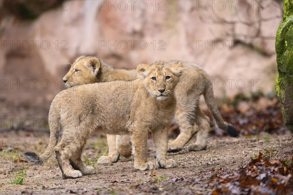 Two Asiatic lion (Panthera leo persica) cubs playing in the dessert, captive, habitat in India