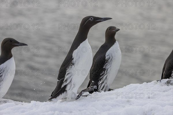 Common guillemot (Uria aalgae), ringed guillemot, several Birds, in the snow, Hornoya, Hornoya, Varangerfjord, Finmark, Northern Norway