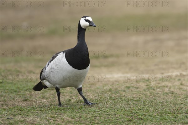 Barnacle goose (Branta leucopsis) adult bird on grassland, England, United Kingdom, Europe