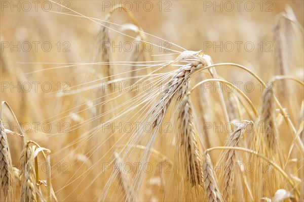 Close-up of ripe barley ears in a cornfield with blurred background, Cologne, North Rhine-Westphalia, Germany, Europe