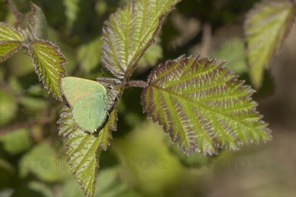 Green hairstreak butterfly (Callophrys rubi) adult on a Bramble leaf, England, United Kingdom, Europe