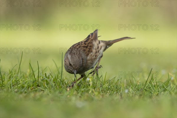 Dunnock or Hedge sparrow (Prunella modularis) adult bird on grassland, England, United Kingdom, Europe