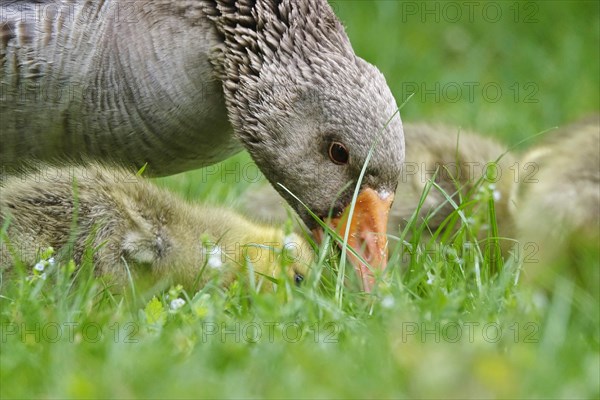 Greylag goose with chicks, April, Germany, Europe