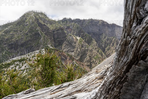 Trees burned by volcanic eruption, Chaiten Volcano, Carretara Austral, Chile, South America