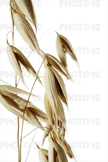 Oat plant with ripe seeds in closeup