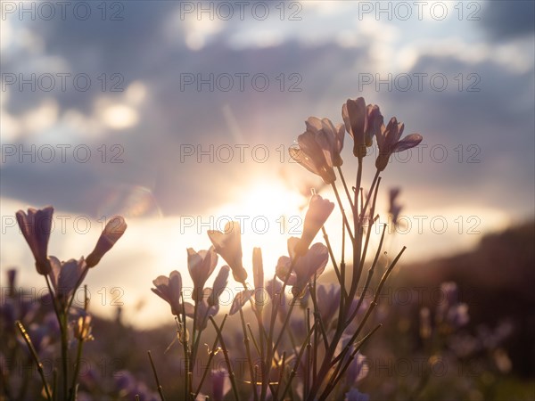 Meadowfoam (Cardamine pratense), backlit photograph, Leoben, Styria, Austria, Europe