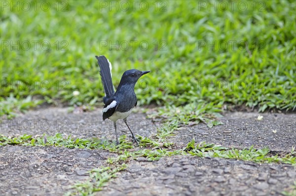 Oriental Magpie-Robin (Copsychus saularis) or Oriental Magpie-Robin, Backwaters, Kumarakom, Kerala, India, Asia