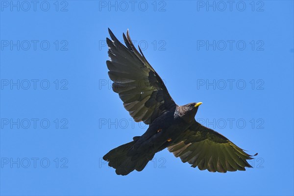 Yellow-billed chough (Pyrrhocorax graculus) flying in the mountains at Hochalpenstrasse, Pinzgau, Salzburg, Austria, Europe