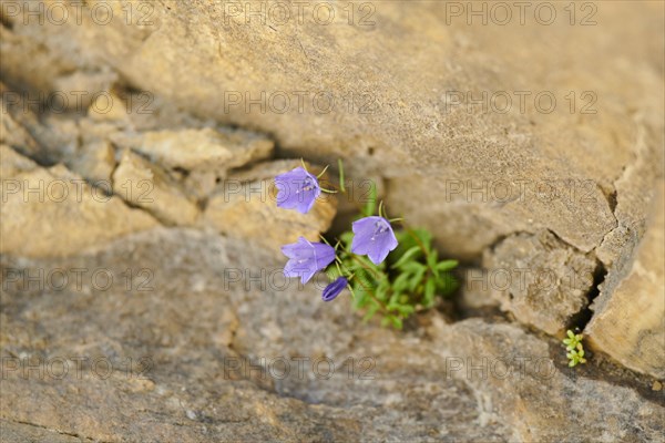 Earleaf bellflower (Campanula cochleariifolia) blooming in the mountains at Hochalpenstrasse, Pinzgau, Salzburg, Austria, Europe