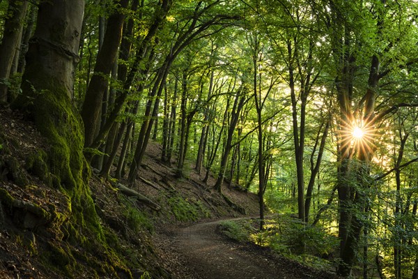 A forest path in a mixed forest with many Beech trees in summer. The evening sun shines into the forest, with a sun star. Hiking trail Neckarsteig. Neckargemuend, Kleiner Odenwald, Baden-Wuerttemberg, Germany, Europe