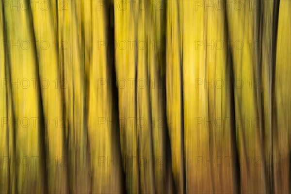Beech forest in autumn, dark trunks, yellow leaves. Wipe effect, ICM (Intentional camera movement), Neckargemuend, Kleiner Odenwald, Baden-Wuerttemberg, Germany, Europe