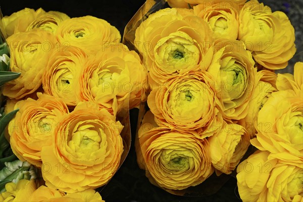 Bright yellow ranunculus (Ranunculus) tightly grouped in a fresh ostrich, flower sale, central station, Hamburg, Hanseatic City of Hamburg, Germany, Europe