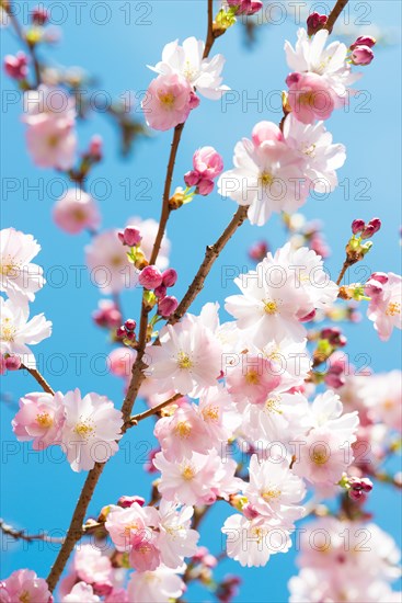 Japanese cherry (Prunus serrulata), also Oriental Cherry, East Asian Cherry or Grannen Cherry, twig of a Cherry tree with bright, delicate, pink and white flowers and flower buds in front of a clear, bright blue sky, sunny day, spring, cherry blossom, ornamental cherry, close-up, macro shot, Lower Saxony, Germany, Europe