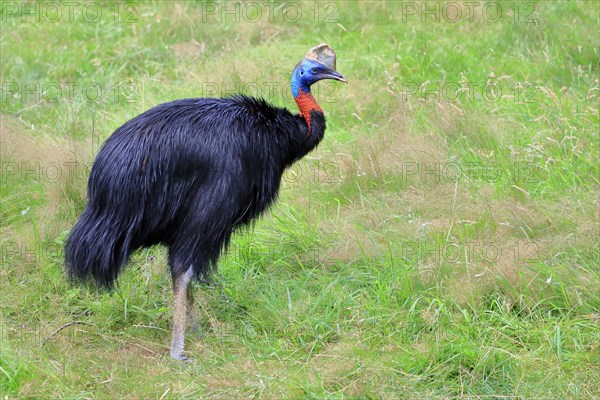 Northern cassowary (Casuarius unappendiculatus), adult, foraging, captive, Papua New Guinea, Oceania