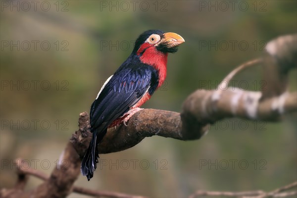 Bearded barbet, (Lybius dubius), adult, male, waiting, tree, captive