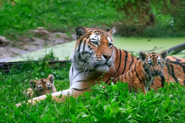 Siberian tiger (Panthera tigris altaica), adult, female, two young animals, mother with two cubs, captive