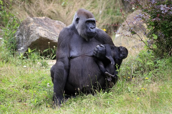 Western gorilla (Gorilla gorilla), adult, female, mother, young animal, baby, social behaviour, sitting, on ground, captive, western Africa