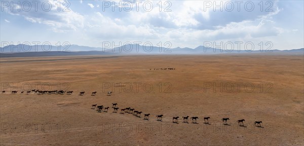 Herd of horses, Aerial view, Vast empty landscape at the mountain lake Song Kul in autumn, Moldo Too Mountains, Naryn region, Kyrgyzstan, Asia